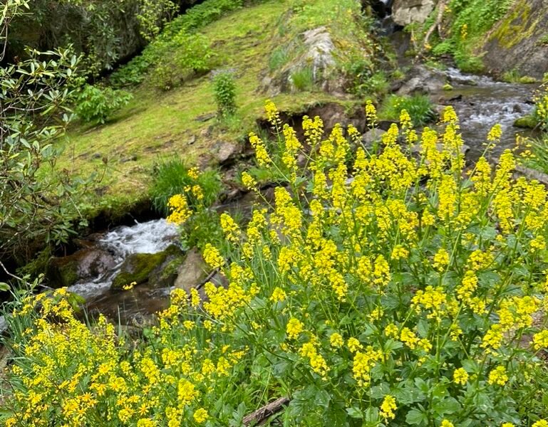 hiking trail in hot springs