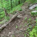 fallen tree makes great reinforcement in trail building