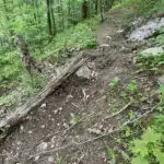 fallen tree makes great reinforcement in trail building