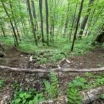 trail over a spring asheville max patch hot springs