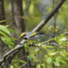 golden-winged warblers