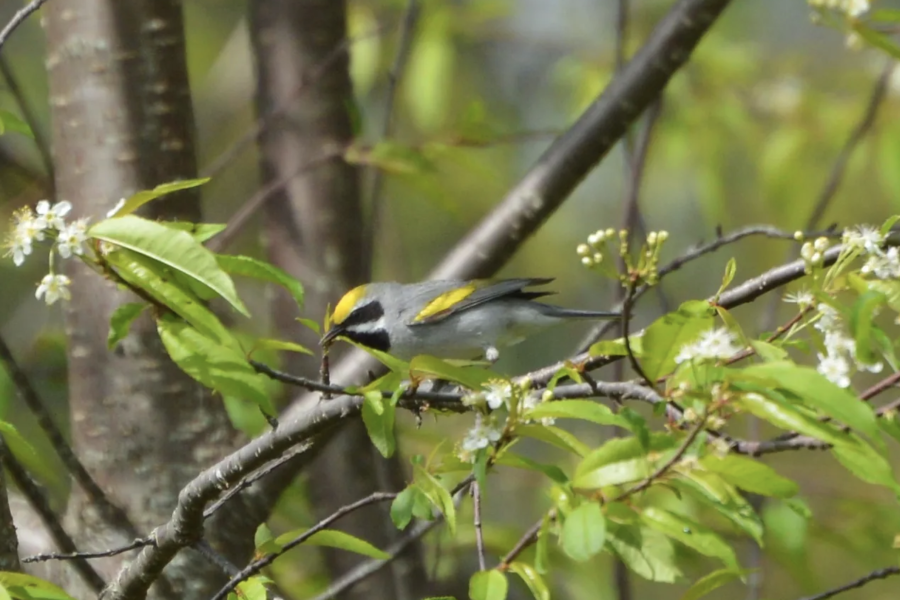 golden-winged warblers