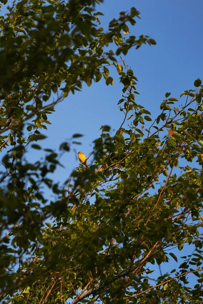 golden-winged warbler