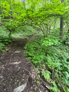 hiking trail in hot springs