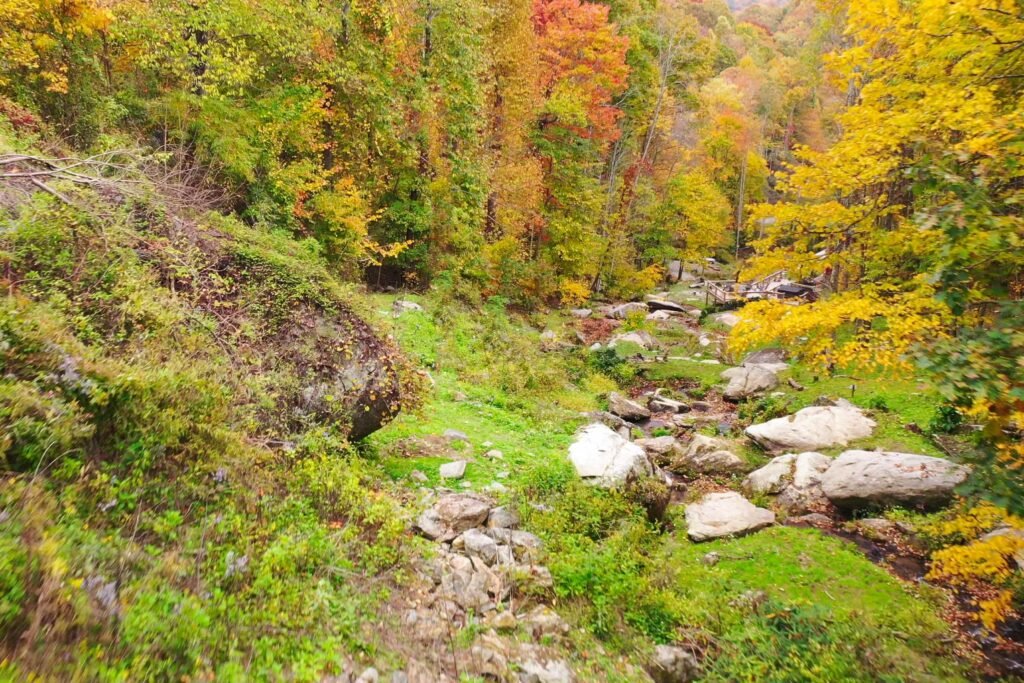 drone foliage above flat rock looking down no pole Moss-covered forest trail and creek on a private mountain cabin stay near Hot Springs NC