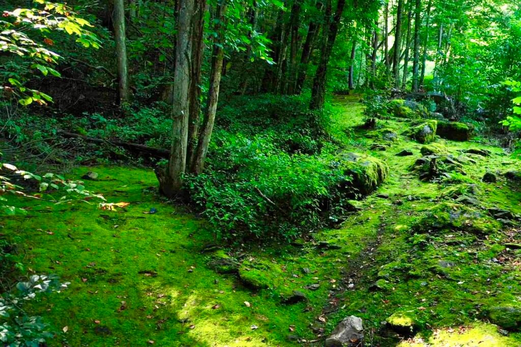 drone mossy path looking up from just under junction Private waterfall creek beside Windows Over Waterfalls cabin in the North Carolina mountains