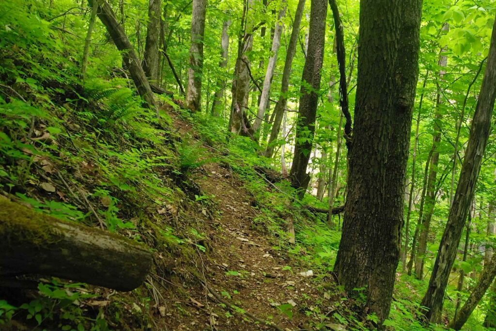 drone trails 1 Mossy forest hiking trail at Windows Over Waterfalls, a private mountain retreat near Hot Springs, North Carolina, surrounded by lush greenery and peaceful woodland scenery.