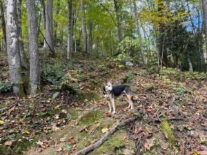 Gracie on hiking trail at Summer Cabin Getaways in the Blue Ridge Mountains