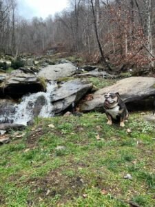 bull dog at dog friendly cabins Asheville NC