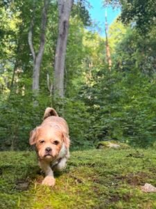 dog friendly cabins Asheville NC