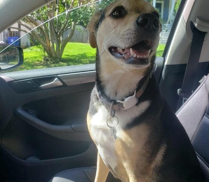 Gracie going to one of the dog friendly cabins Asheville NC