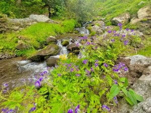 Summer Cabin Getaways in the Blue Ridge Mountains summer flowers