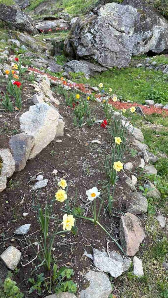blooming bulbs at Honeymoon Cabin North Carolina