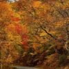 Blue Ridge Parkway fall foliage — Black Balsam Knob open bald summit surrounded by crimson and gold fall color in October NC
