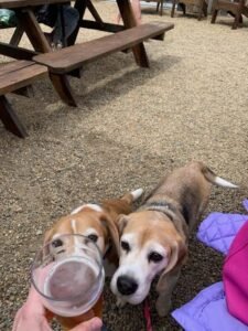 big pillow brewing hot springs nc dogs want beer