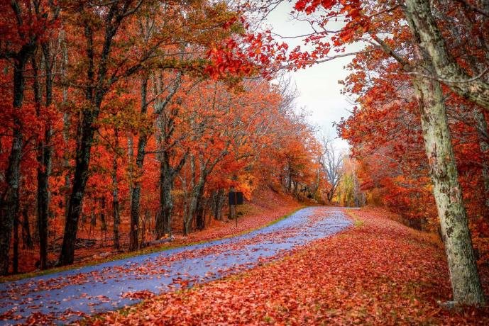 North Carolina fall foliage — Blue Ridge Mountains in western NC covered in crimson and gold fall color in October