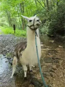 llama trekking hot springs nc with Llamas of Hot Springs
