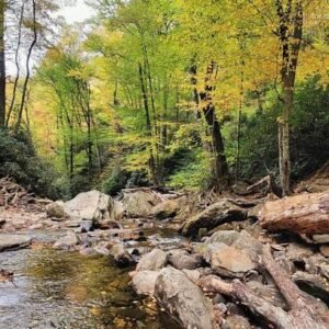 a great trail in pisgah forest hikes