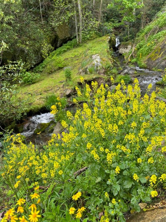 Yellow wildflowers below upper falls at Windows Over Waterfalls