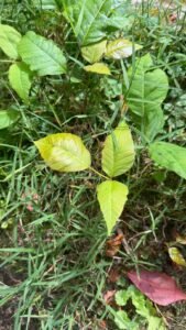 how to identify poison ivy with an actual plant on the property