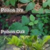 How to identify poison ivy — leaves of three with a longer middle leaflet, Western North Carolina