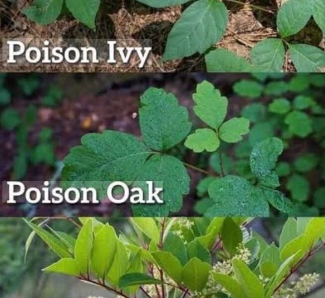 How to identify poison ivy — leaves of three with a longer middle leaflet, Western North Carolina